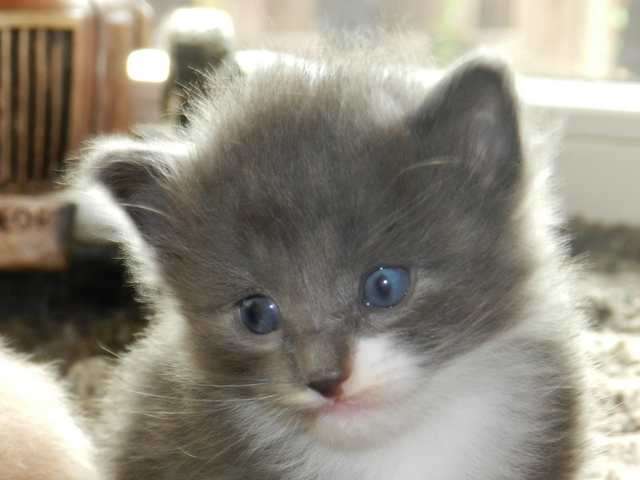 Wir haben Norwegerkitten zu verkaufen